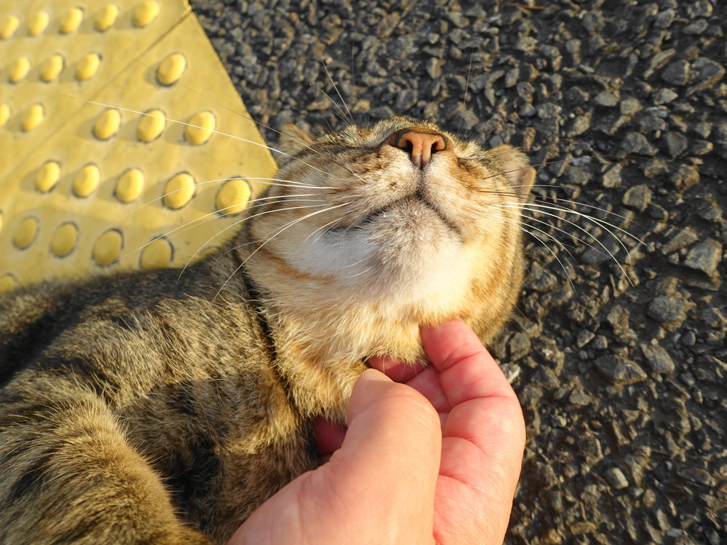 f:id:shigeo-t:20180916103619j:plain f:id:shigeo-t:20180916103619j:plain