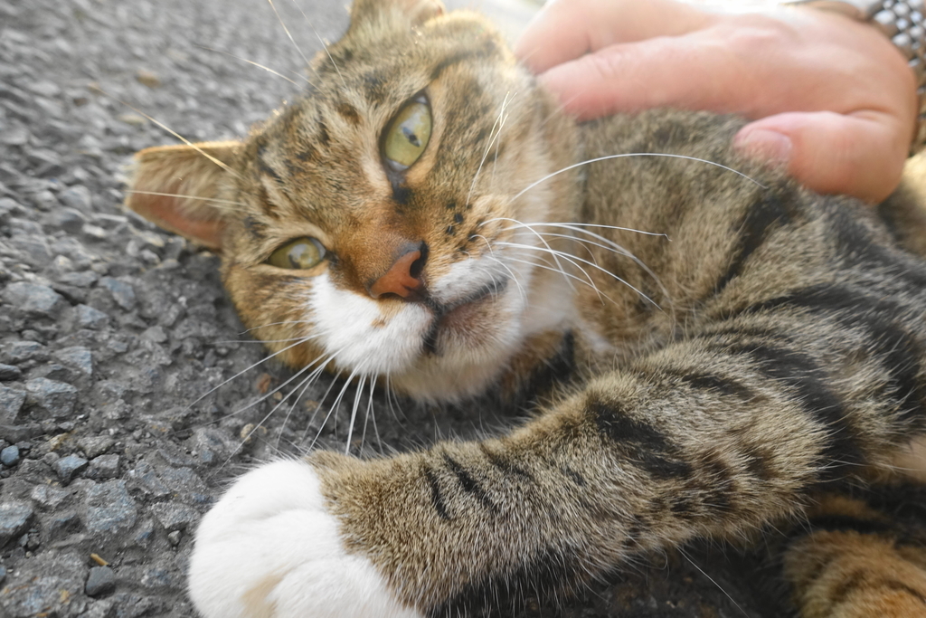 f:id:shigeo-t:20180916103742j:plain f:id:shigeo-t:20180916103742j:plain