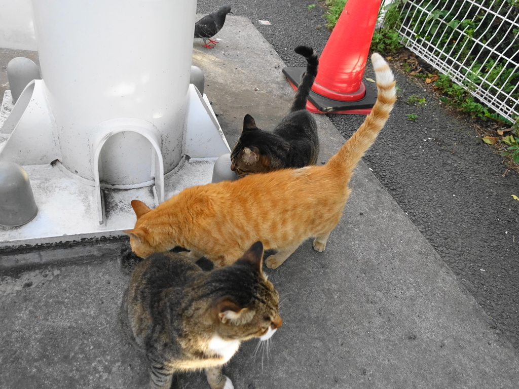 f:id:shigeo-t:20180916104705j:plain f:id:shigeo-t:20180916104705j:plain