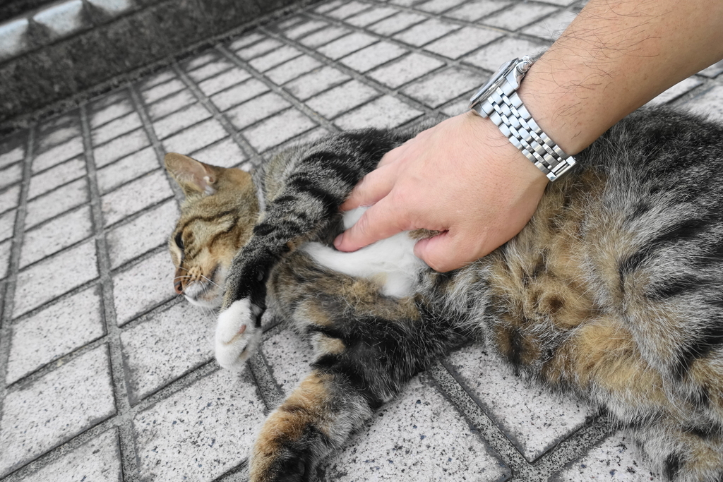 f:id:shigeo-t:20180916104911j:plain f:id:shigeo-t:20180916104911j:plain