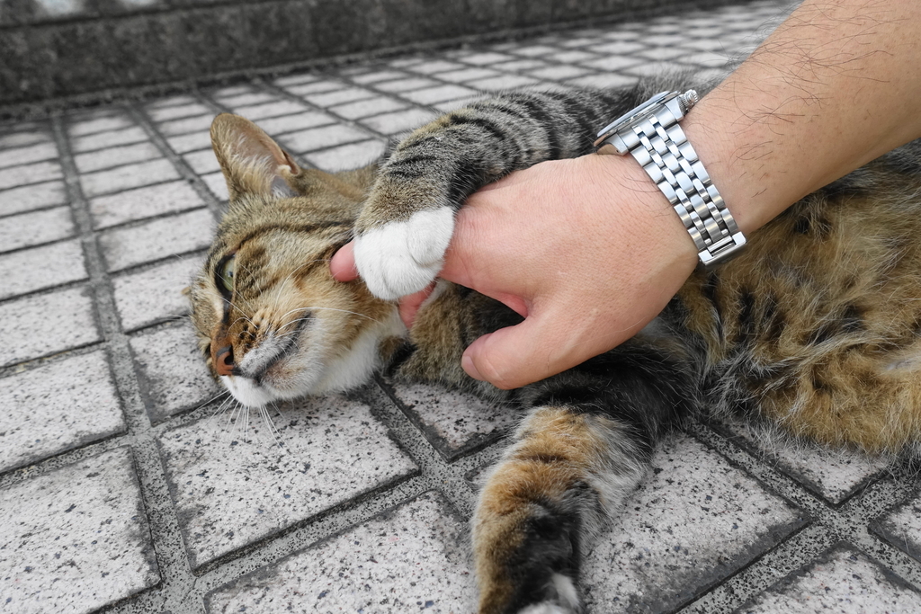 f:id:shigeo-t:20180916104950j:plain f:id:shigeo-t:20180916104950j:plain