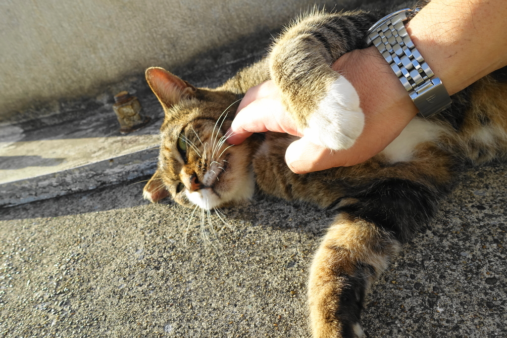 f:id:shigeo-t:20180916110437j:plain f:id:shigeo-t:20180916110437j:plain