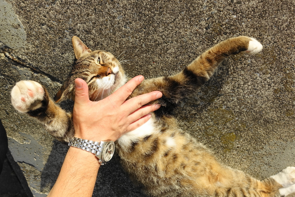 f:id:shigeo-t:20180916110459j:plain f:id:shigeo-t:20180916110459j:plain