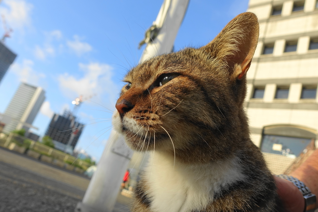 f:id:shigeo-t:20180918095349j:plain f:id:shigeo-t:20180918095349j:plain