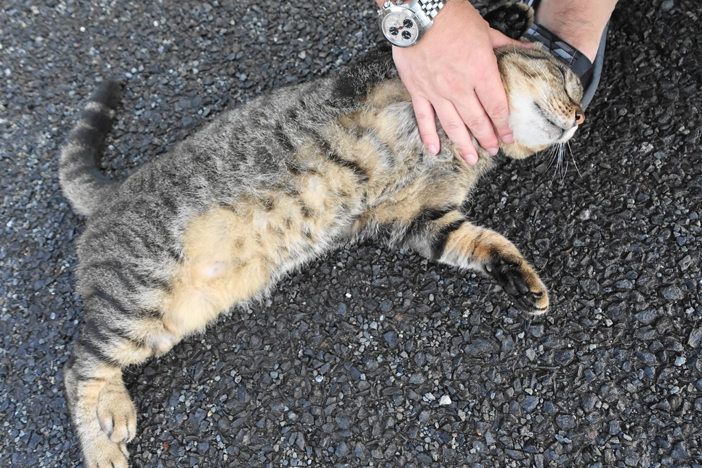 f:id:shigeo-t:20180918095747j:plain f:id:shigeo-t:20180918095747j:plain