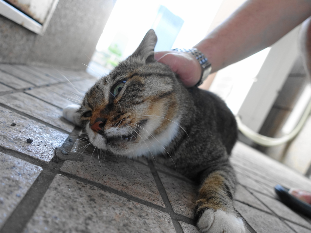f:id:shigeo-t:20180918100018j:plain f:id:shigeo-t:20180918100018j:plain