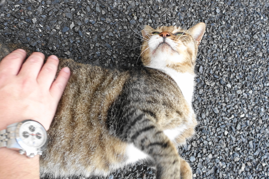 f:id:shigeo-t:20180918100302j:plain f:id:shigeo-t:20180918100302j:plain