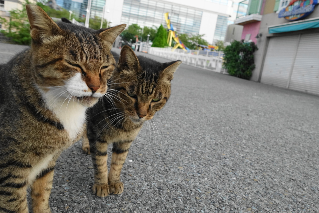 f:id:shigeo-t:20180918101725j:plain f:id:shigeo-t:20180918101725j:plain