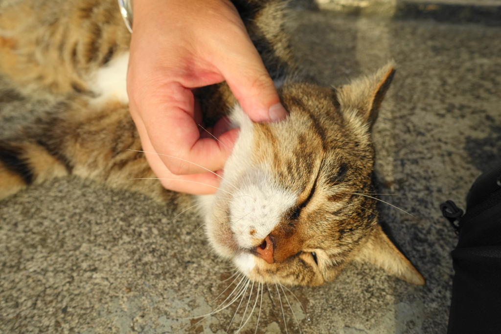 f:id:shigeo-t:20180918102115j:plain f:id:shigeo-t:20180918102115j:plain