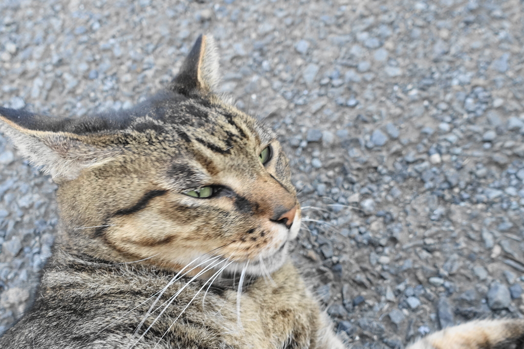 f:id:shigeo-t:20180920095511j:plain f:id:shigeo-t:20180920095511j:plain