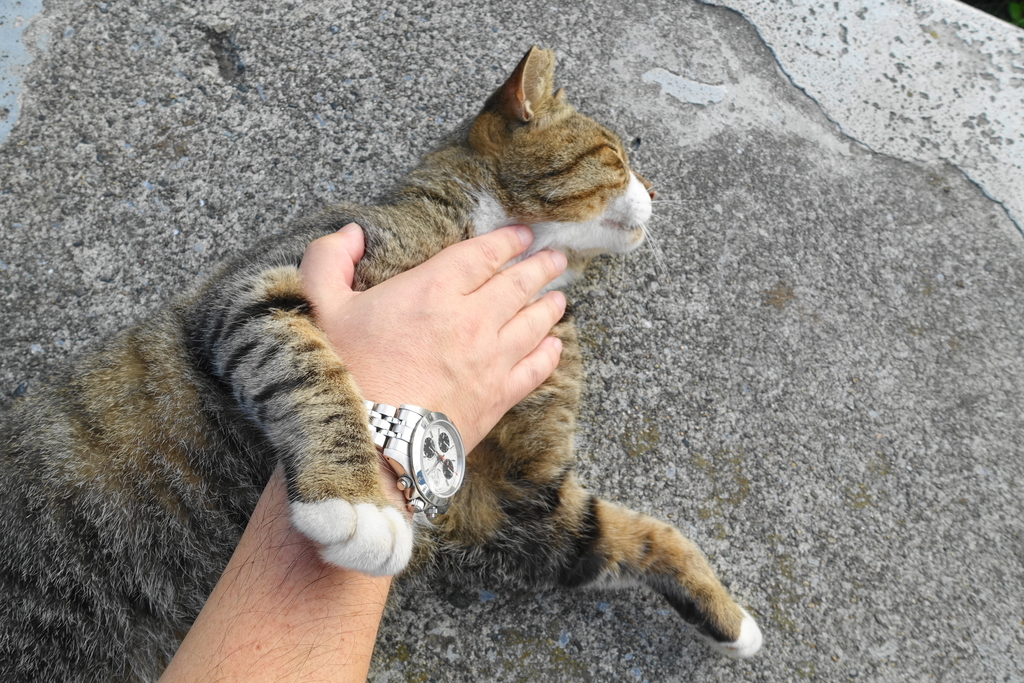 f:id:shigeo-t:20180920095632j:plain f:id:shigeo-t:20180920095632j:plain