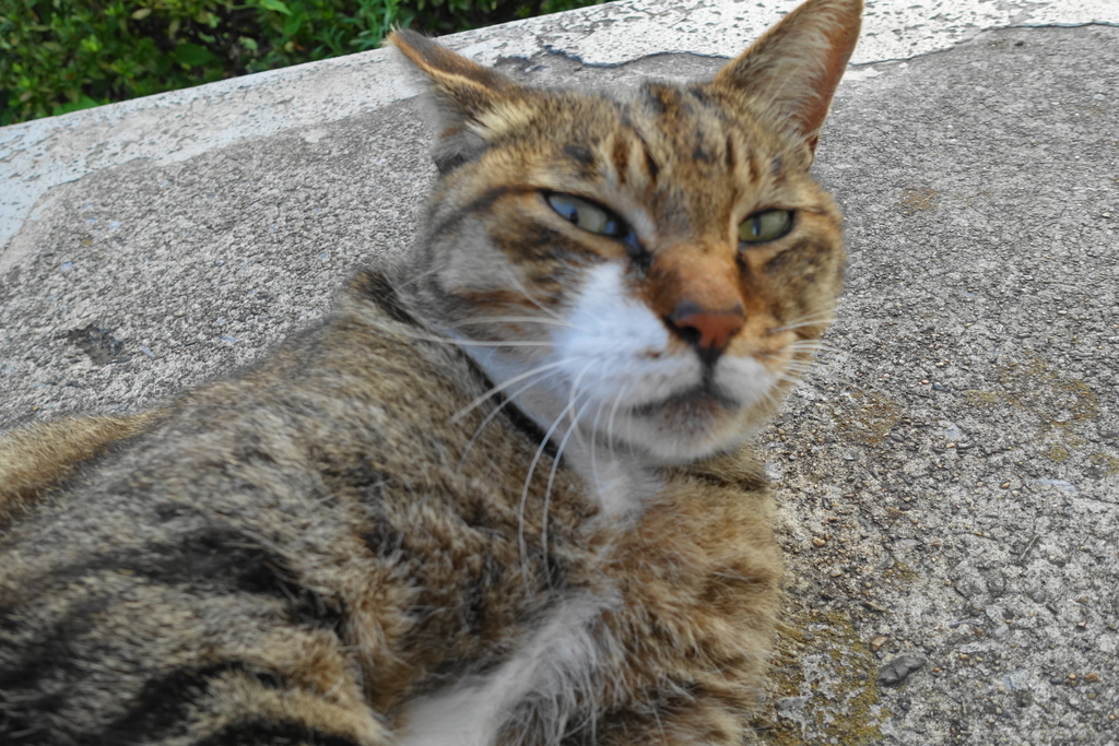 f:id:shigeo-t:20180920095645j:plain f:id:shigeo-t:20180920095645j:plain