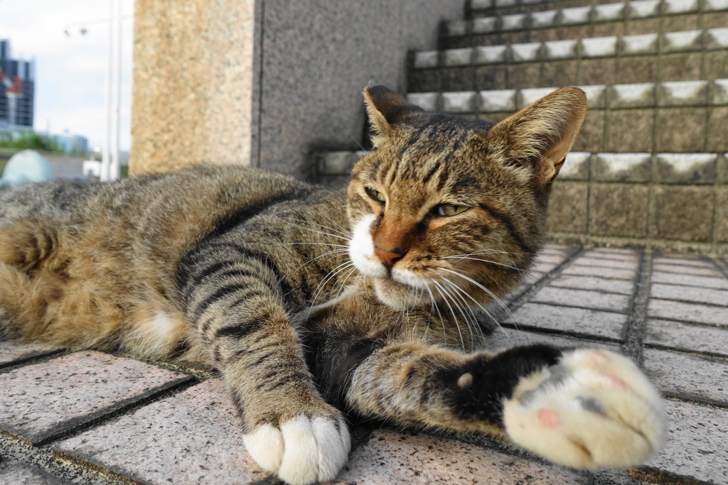 f:id:shigeo-t:20180920095829j:plain f:id:shigeo-t:20180920095829j:plain