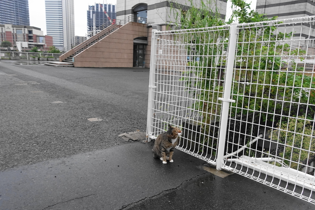 f:id:shigeo-t:20180920100805j:plain f:id:shigeo-t:20180920100805j:plain