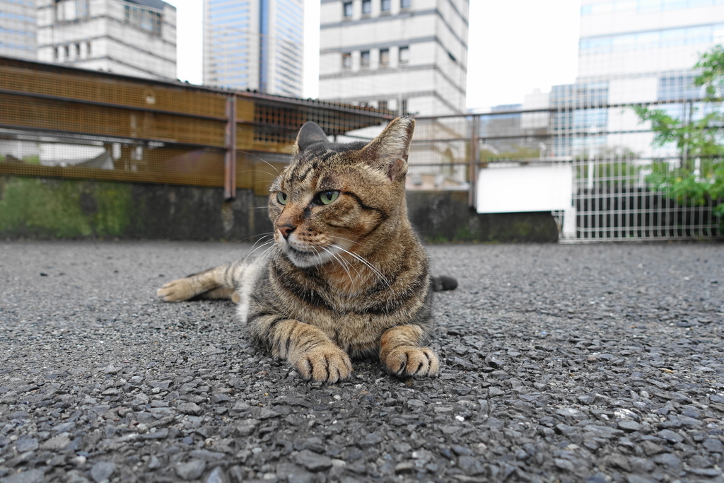 f:id:shigeo-t:20180920101151j:plain f:id:shigeo-t:20180920101151j:plain