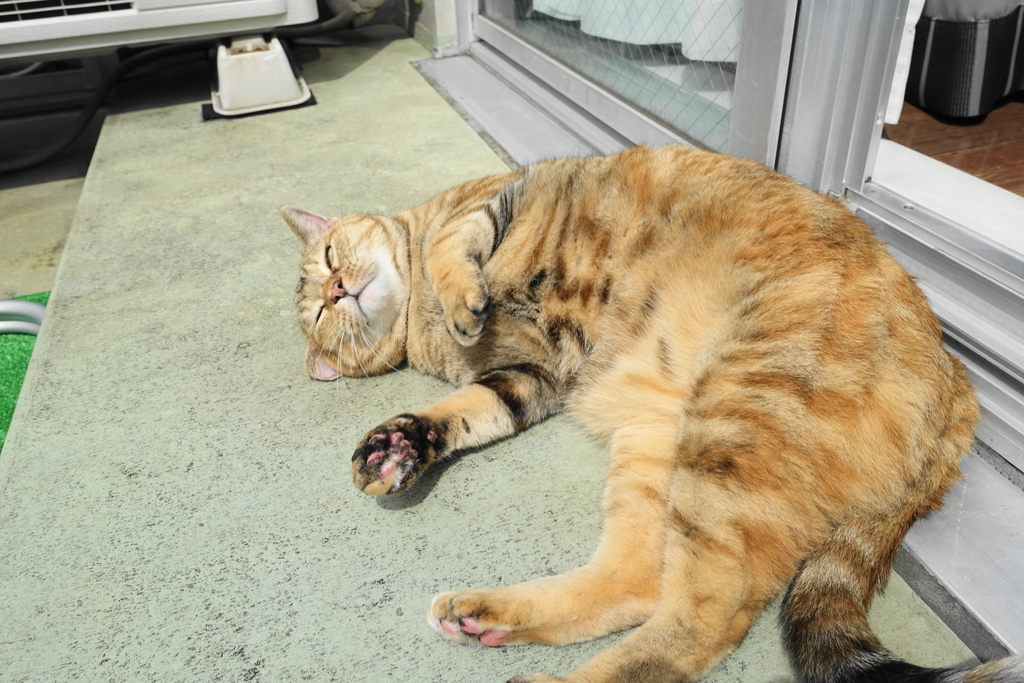 f:id:shigeo-t:20180921093044j:plain f:id:shigeo-t:20180921093044j:plain