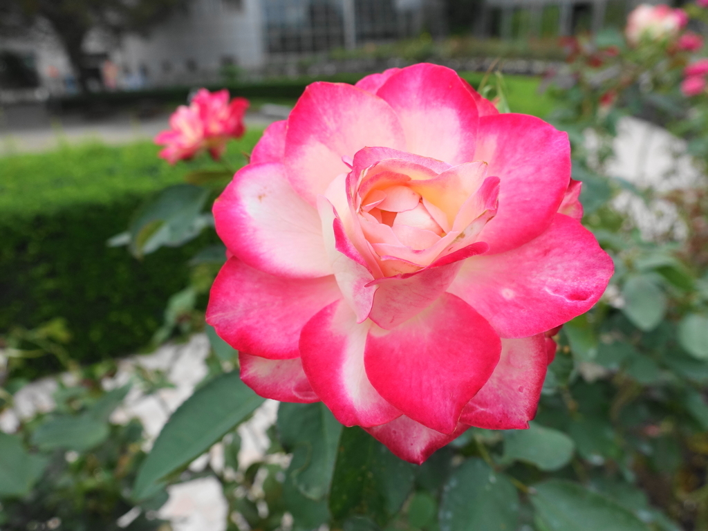 f:id:shigeo-t:20180923164526j:plain f:id:shigeo-t:20180923164526j:plain