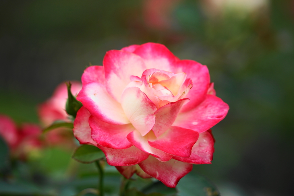 f:id:shigeo-t:20180923164659j:plain f:id:shigeo-t:20180923164659j:plain