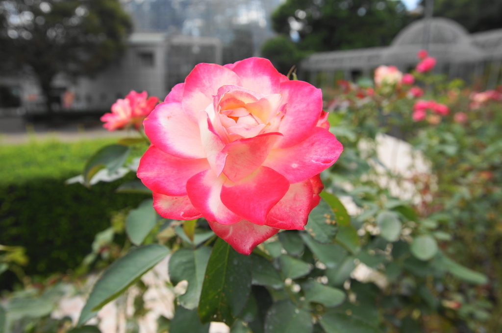 f:id:shigeo-t:20180923164828j:plain f:id:shigeo-t:20180923164828j:plain