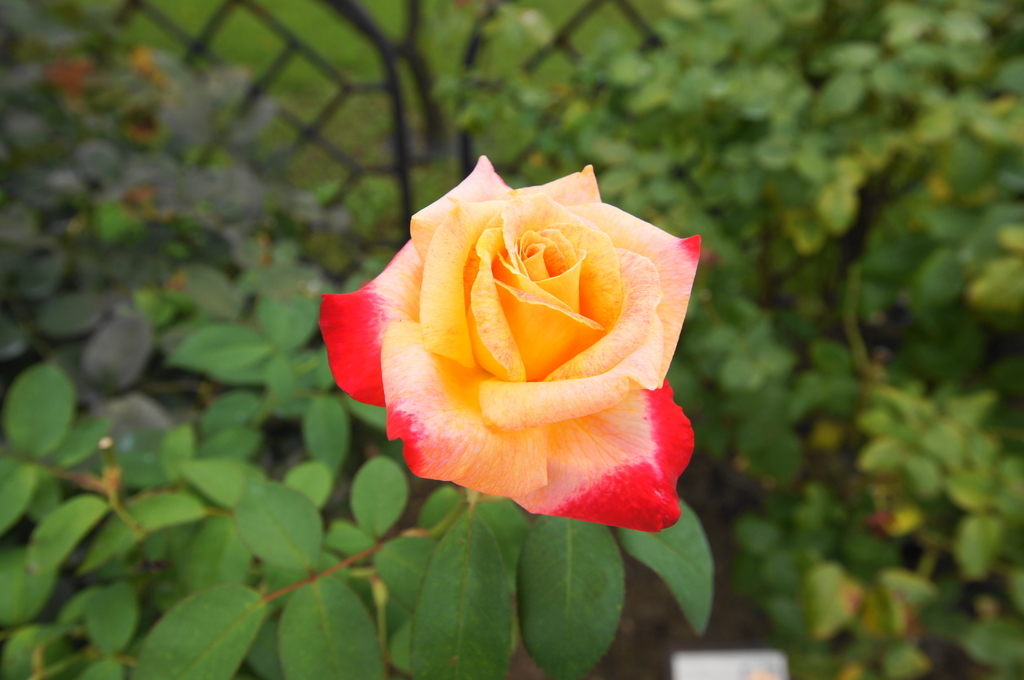 f:id:shigeo-t:20180923165522j:plain f:id:shigeo-t:20180923165522j:plain