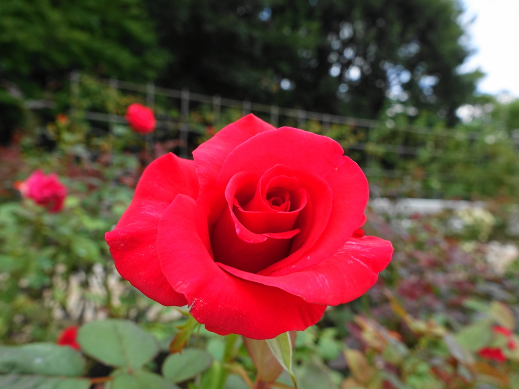 f:id:shigeo-t:20180923165541j:plain f:id:shigeo-t:20180923165541j:plain