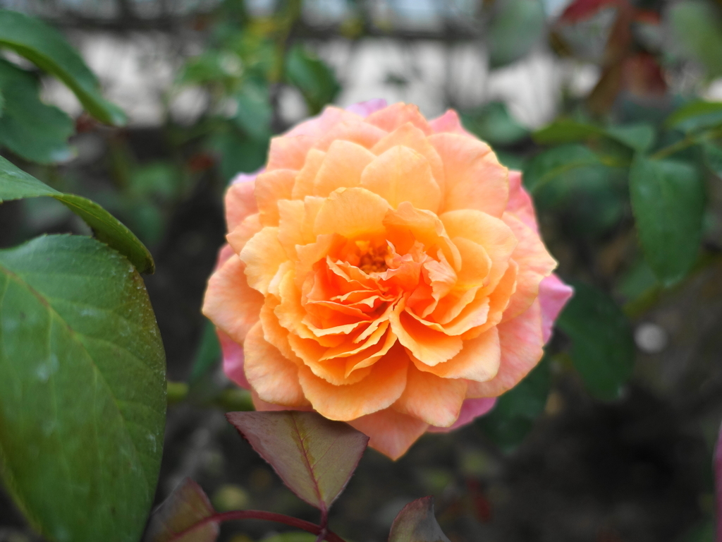 f:id:shigeo-t:20180923165618j:plain f:id:shigeo-t:20180923165618j:plain