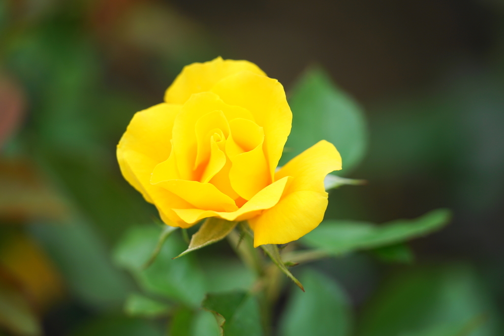f:id:shigeo-t:20180923165633j:plain f:id:shigeo-t:20180923165633j:plain