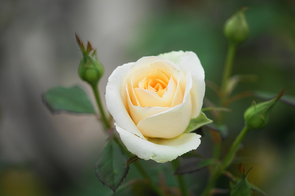 f:id:shigeo-t:20180923165650j:plain f:id:shigeo-t:20180923165650j:plain