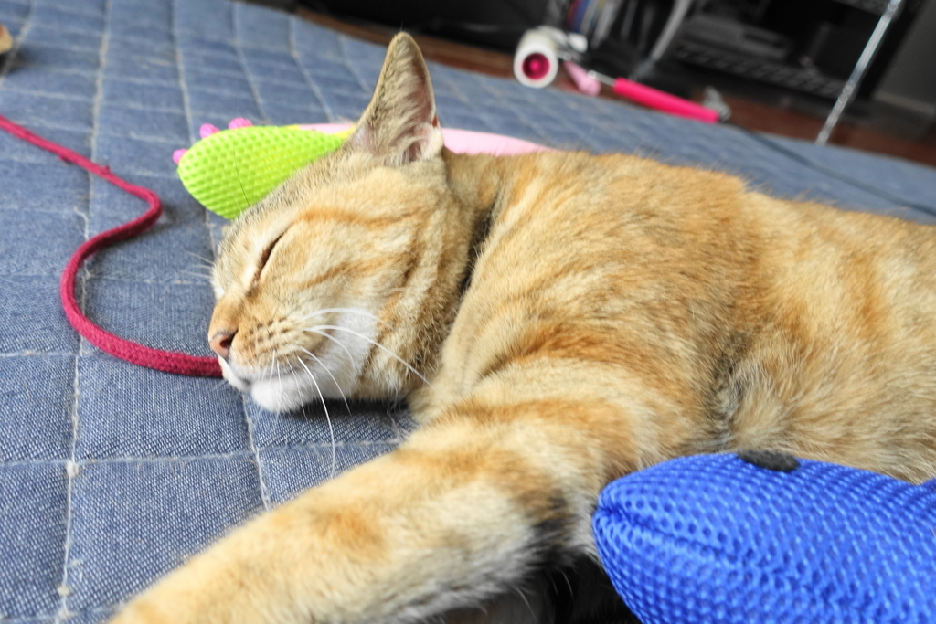 f:id:shigeo-t:20180924100543j:plain f:id:shigeo-t:20180924100543j:plain