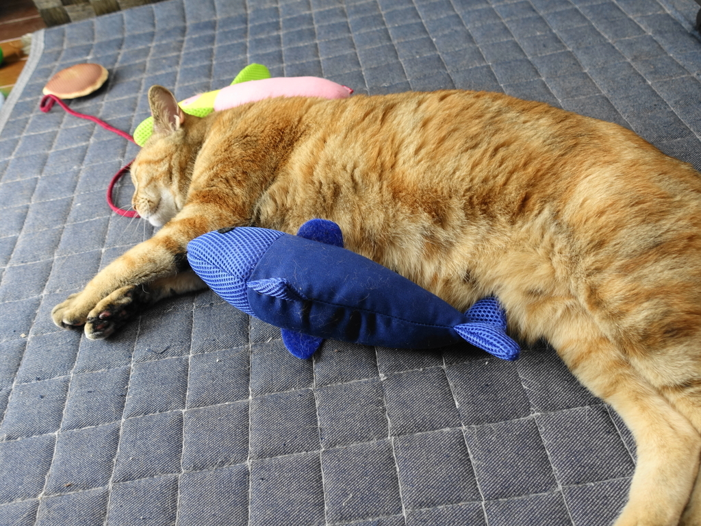 f:id:shigeo-t:20180924100600j:plain f:id:shigeo-t:20180924100600j:plain