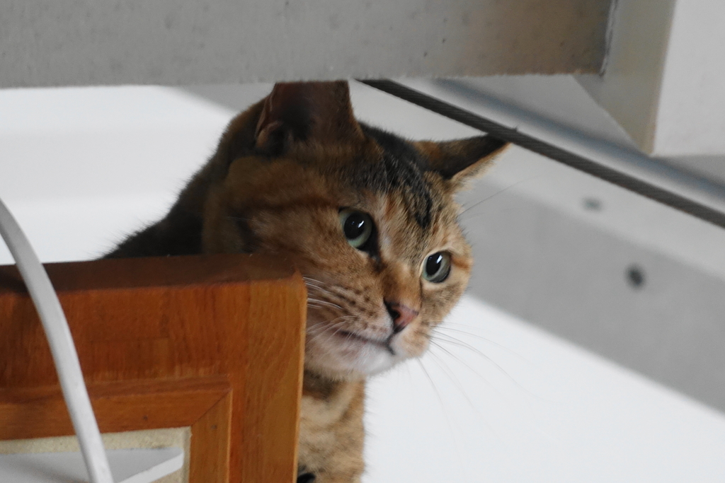 f:id:shigeo-t:20180924100922j:plain f:id:shigeo-t:20180924100922j:plain