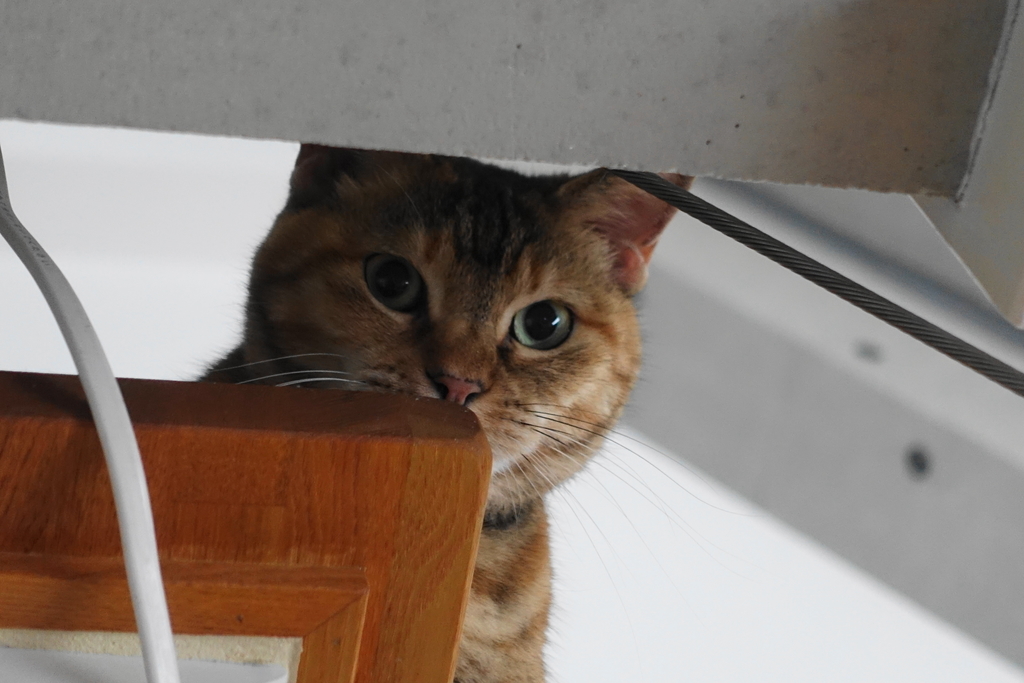 f:id:shigeo-t:20180924100940j:plain f:id:shigeo-t:20180924100940j:plain