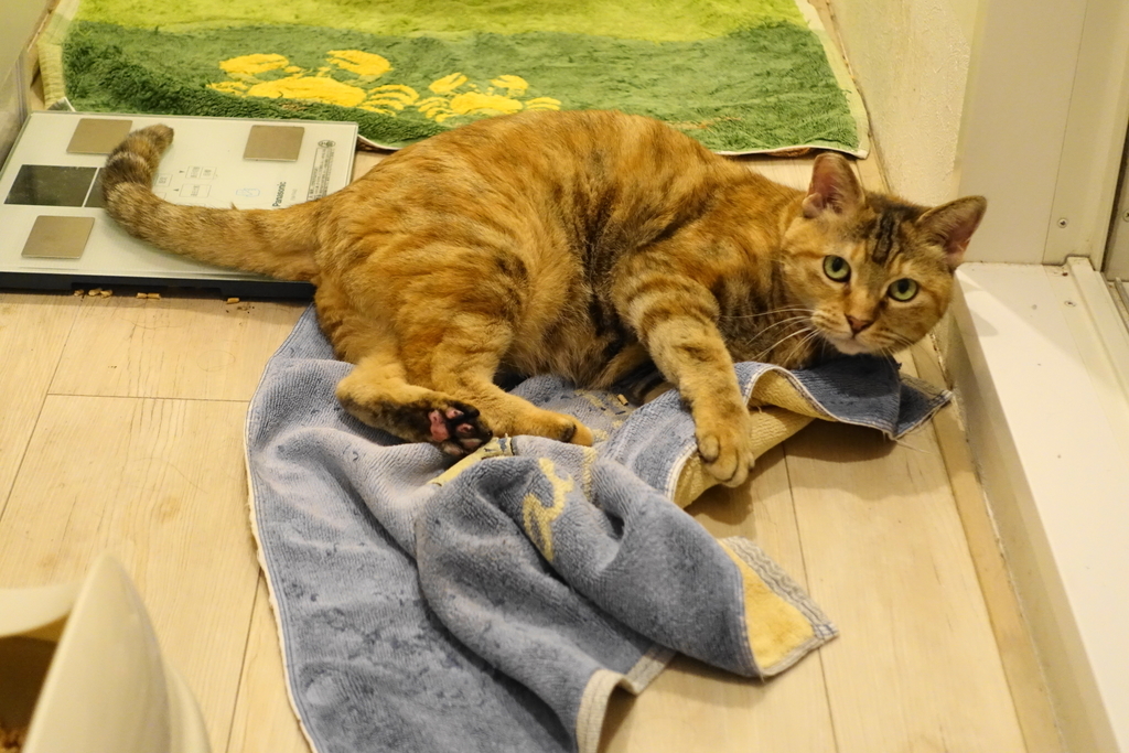 f:id:shigeo-t:20180924101121j:plain f:id:shigeo-t:20180924101121j:plain