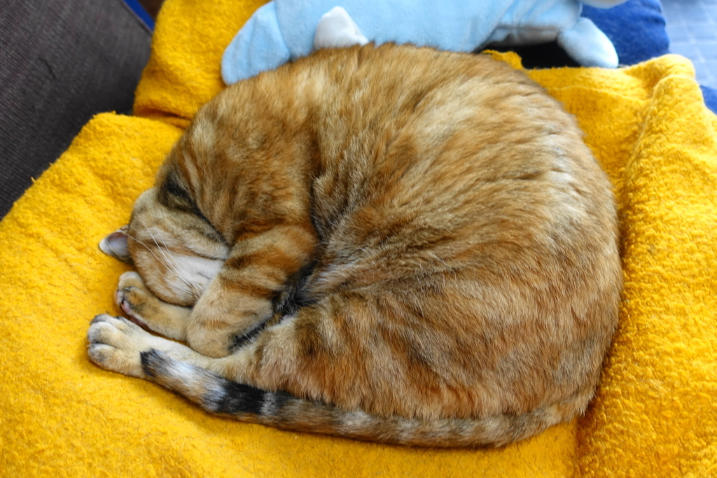 f:id:shigeo-t:20180924101334j:plain f:id:shigeo-t:20180924101334j:plain