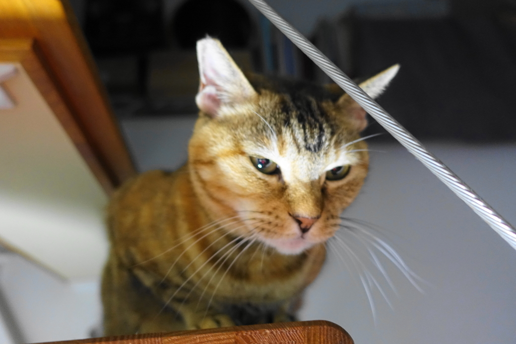 f:id:shigeo-t:20180924101413j:plain f:id:shigeo-t:20180924101413j:plain