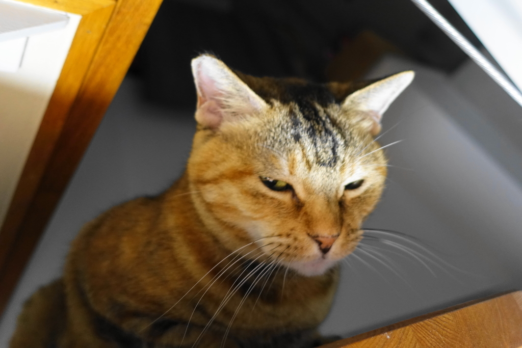 f:id:shigeo-t:20180924101757j:plain f:id:shigeo-t:20180924101757j:plain