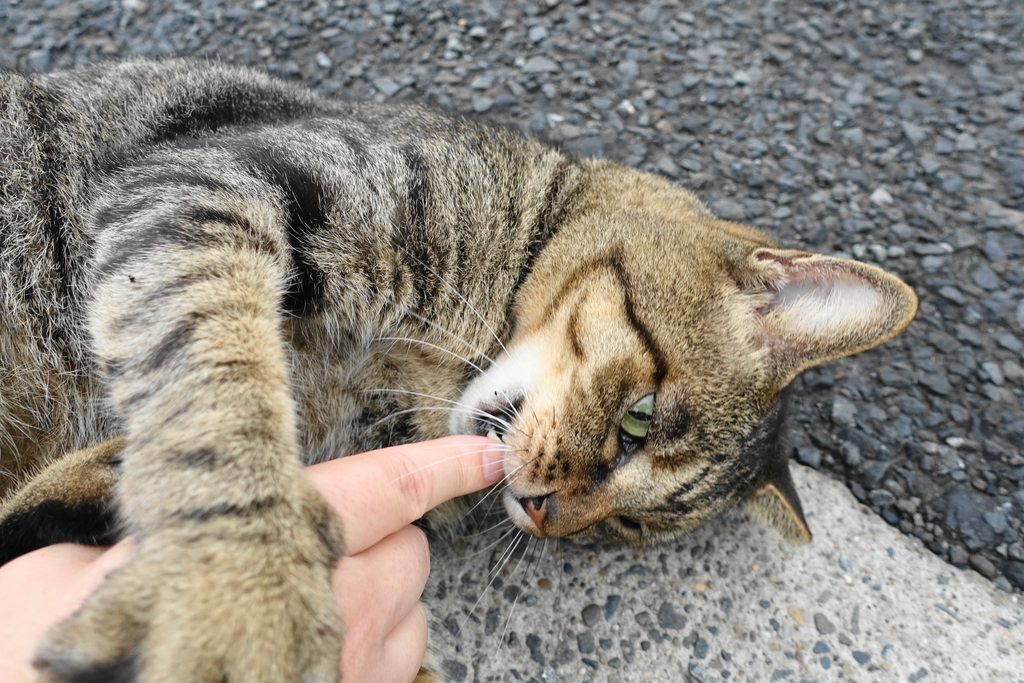 f:id:shigeo-t:20180925111948j:plain f:id:shigeo-t:20180925111948j:plain