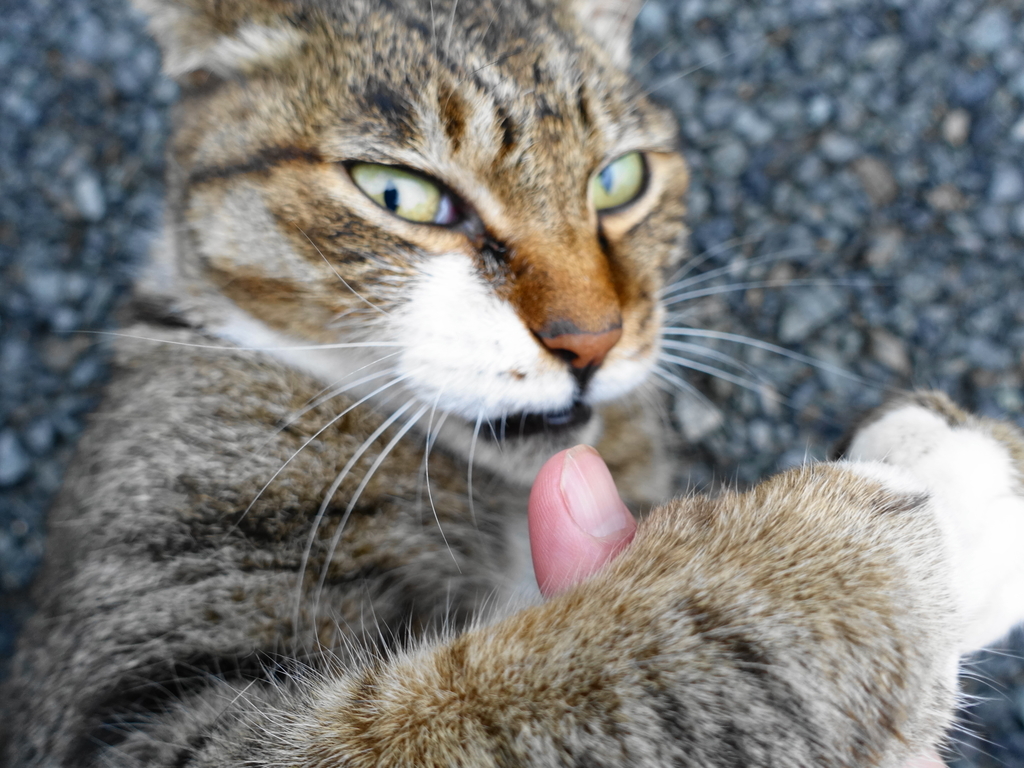 f:id:shigeo-t:20180925112228j:plain f:id:shigeo-t:20180925112228j:plain