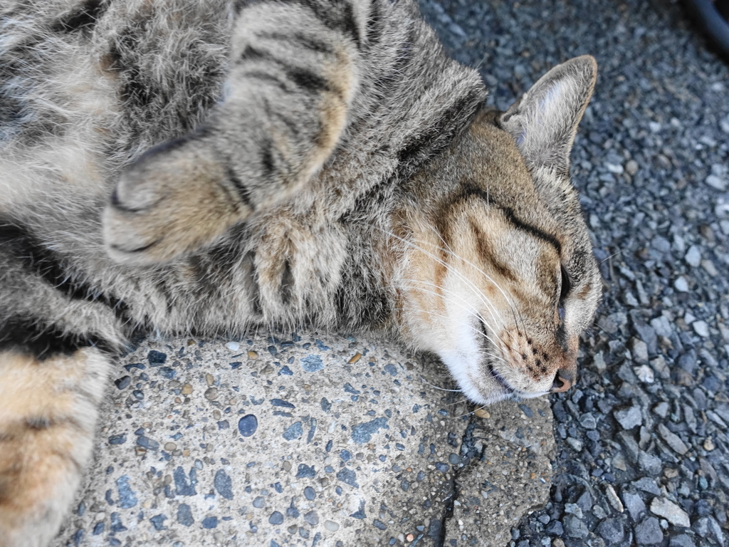 f:id:shigeo-t:20180925114125j:plain f:id:shigeo-t:20180925114125j:plain