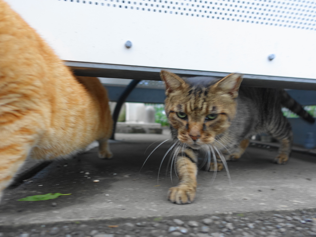 f:id:shigeo-t:20180928091736j:plain f:id:shigeo-t:20180928091736j:plain