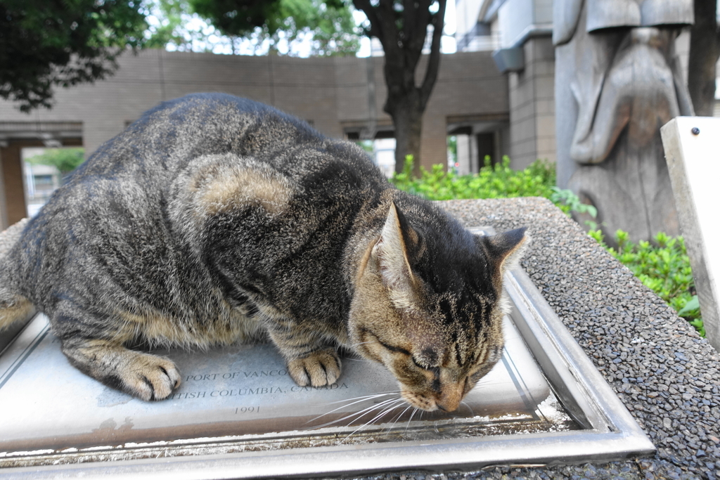 f:id:shigeo-t:20180928092649j:plain f:id:shigeo-t:20180928092649j:plain