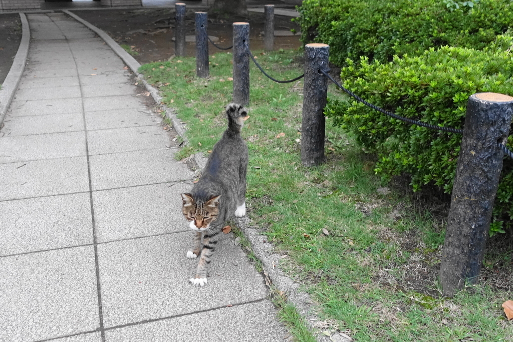 f:id:shigeo-t:20180928093438j:plain f:id:shigeo-t:20180928093438j:plain