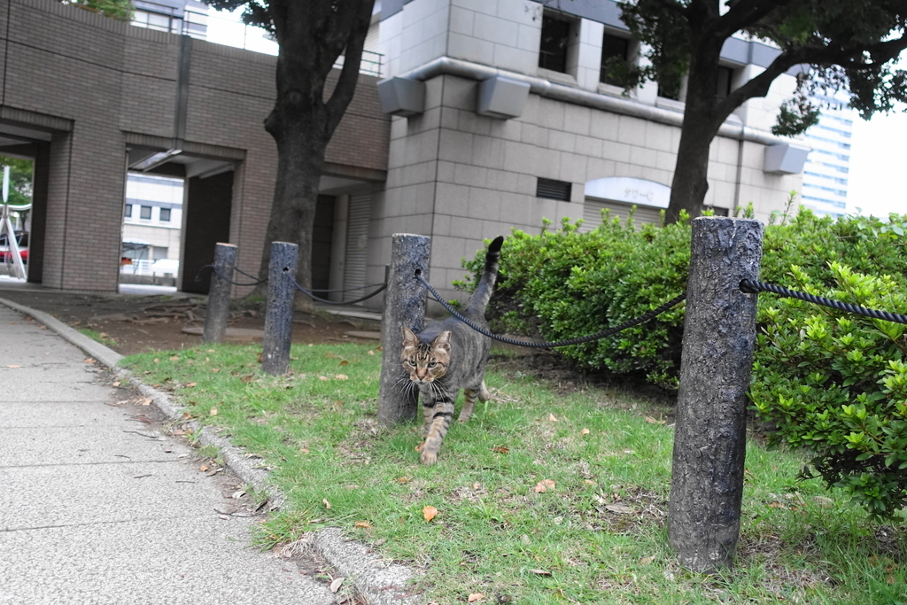 f:id:shigeo-t:20180928093510j:plain f:id:shigeo-t:20180928093510j:plain