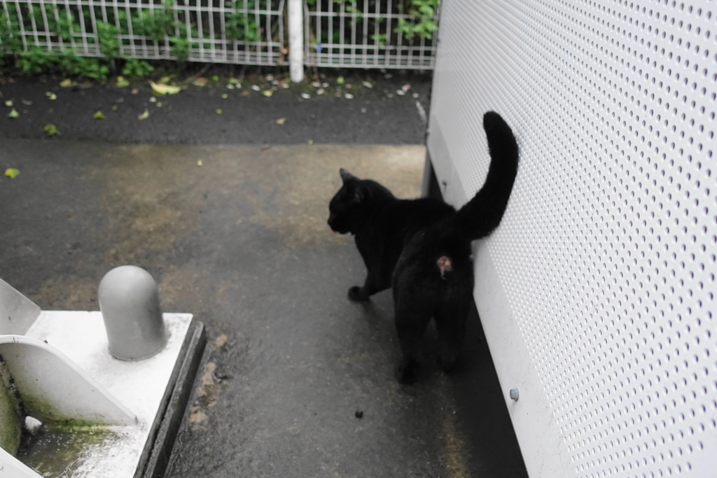 f:id:shigeo-t:20180930092650j:plain f:id:shigeo-t:20180930092650j:plain