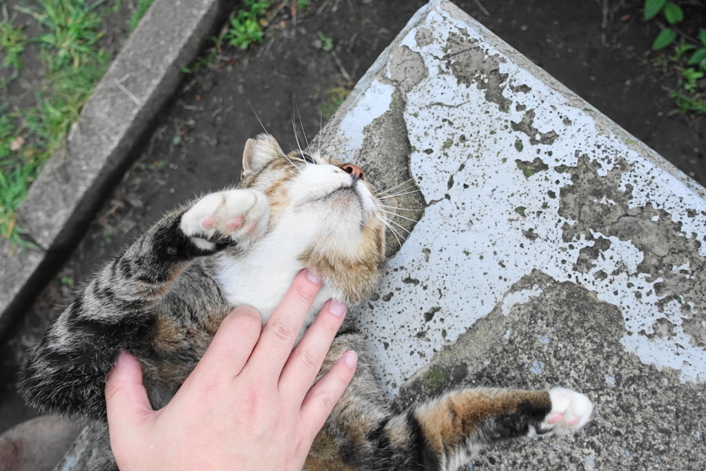 f:id:shigeo-t:20180930093454j:plain f:id:shigeo-t:20180930093454j:plain