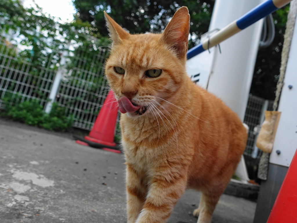 f:id:shigeo-t:20180930094048j:plain f:id:shigeo-t:20180930094048j:plain
