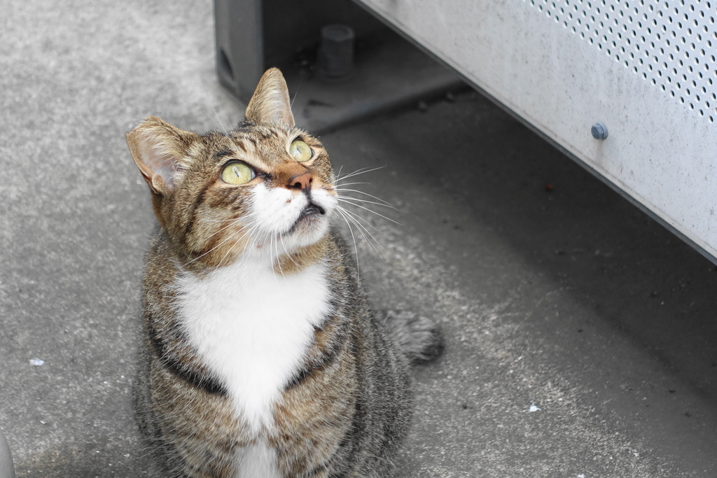 f:id:shigeo-t:20180930094229j:plain f:id:shigeo-t:20180930094229j:plain