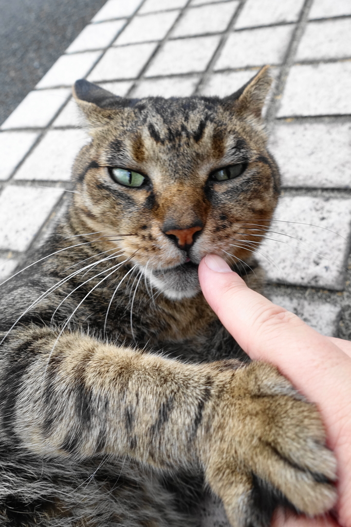 f:id:shigeo-t:20180930095033j:plain f:id:shigeo-t:20180930095033j:plain