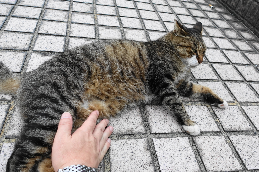 f:id:shigeo-t:20180930095614j:plain f:id:shigeo-t:20180930095614j:plain