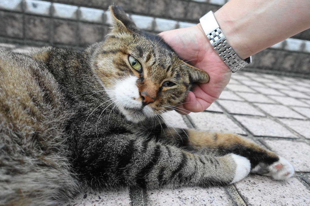 f:id:shigeo-t:20180930095633j:plain f:id:shigeo-t:20180930095633j:plain